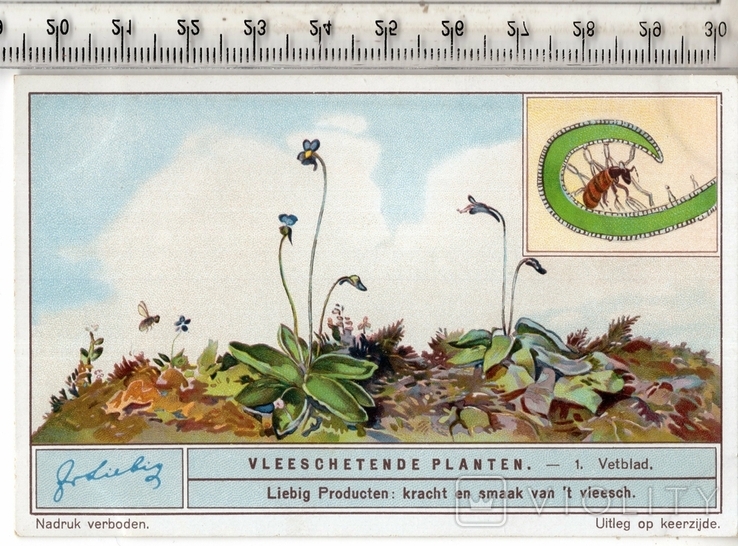 Liebig, карточка №1 серия "Плотоядные растения". 1933 год.(3), фото №2