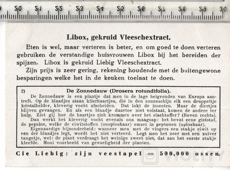 Liebig, карточка №2 серия "Плотоядные растения". 1933 год.(3), фото №3