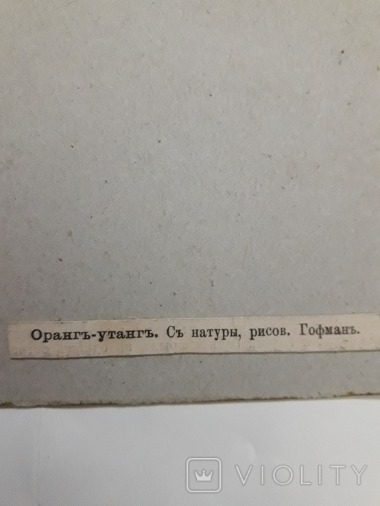 Оранг-утанг., фото №6