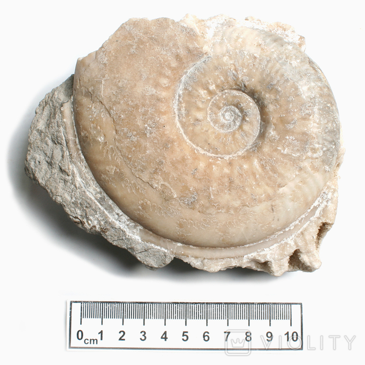 Кальцитовий амоніт хаугія юрського періоду, Франція, фото №3