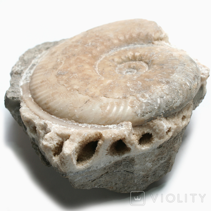 Кальцитовий амоніт хаугія юрського періоду, Франція, фото №2