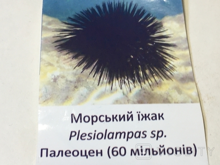 Скам'янілий морський їжак палеоцен, фото №6