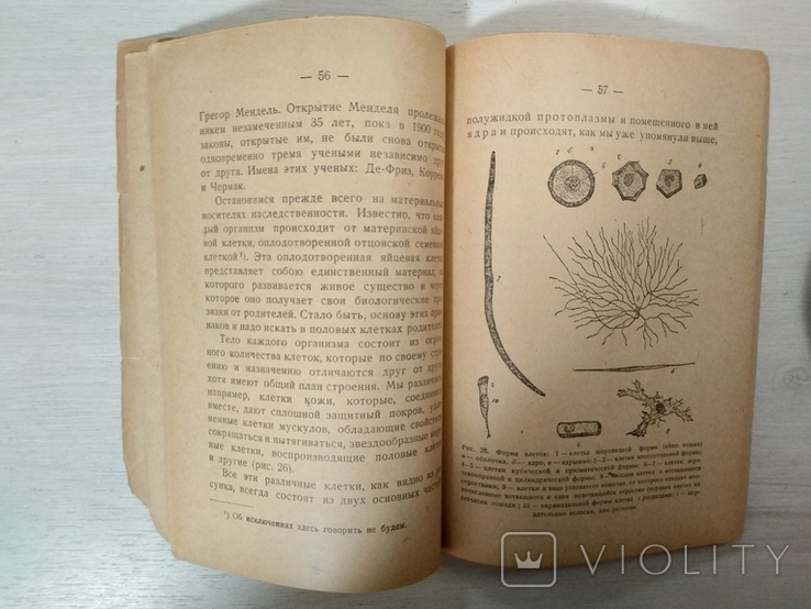 Акад.И.И.Агол Происхождение животных и человека,Киев-1935 тираж 20000экз, фото №12