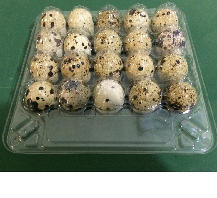 Яйца перепелиные 20шт
