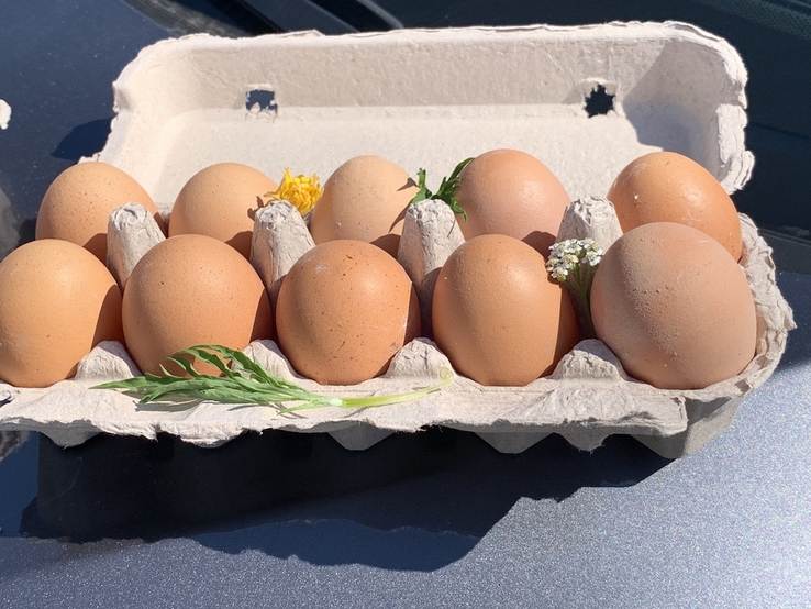 Яйца куриные 10шт лоток домашние