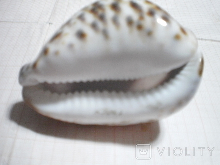 Раковина моллюска с художественной резьбой для аквариума, фото №5