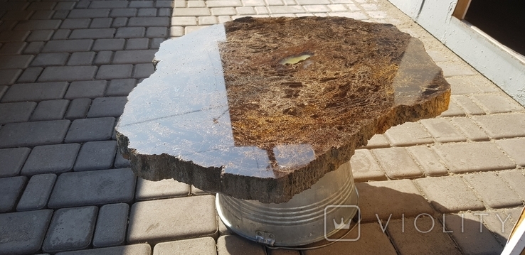 Окаменелое дерево Донбасса, фото №8