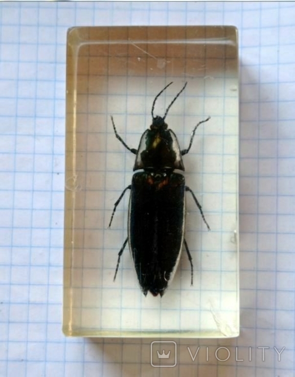 Beetle in plastic, photo number 3