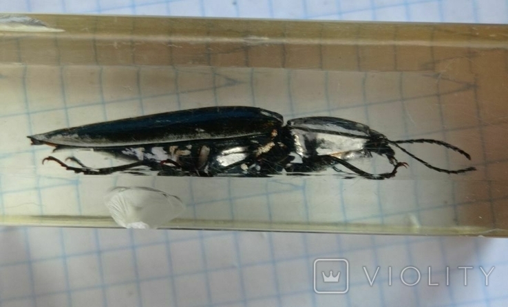 Beetle in plastic, photo number 4