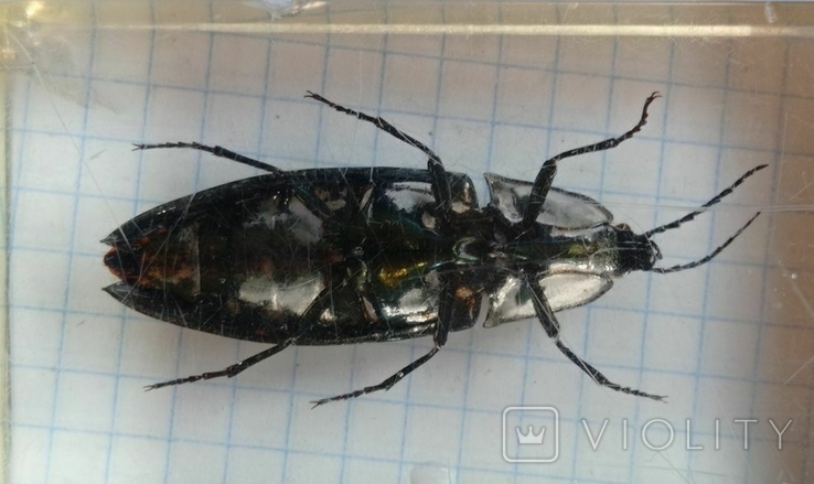 Beetle in plastic, photo number 5