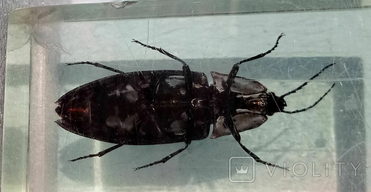Beetle in plastic, photo number 9