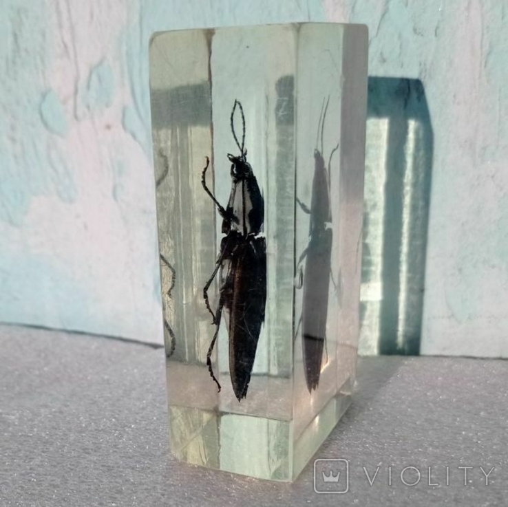 Beetle in plastic, photo number 10