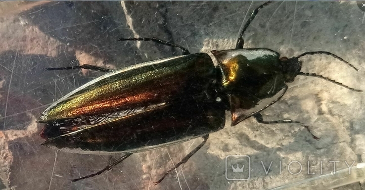 Beetle in plastic, photo number 11