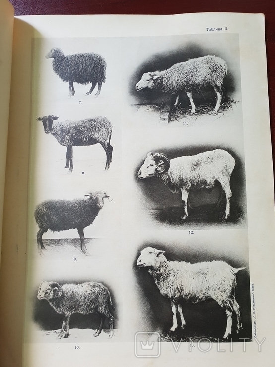 Разводимые в России породы Грубошерстных овец Каталог 1916 г, фото №2