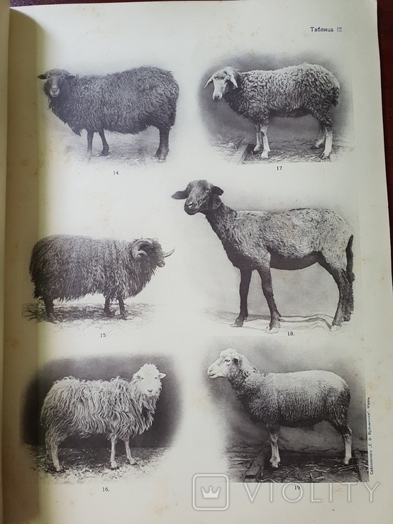 Разводимые в России породы Грубошерстных овец Каталог 1916 г, фото №5