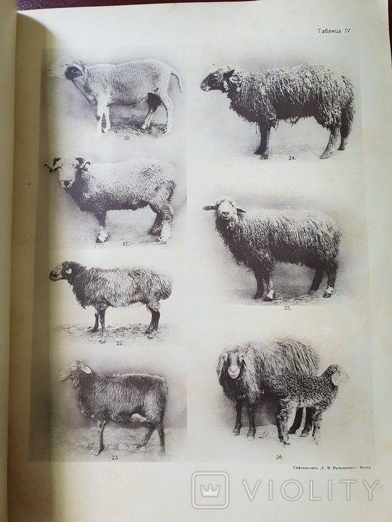 Разводимые в России породы Грубошерстных овец Каталог 1916 г, фото №6