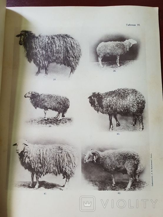 Разводимые в России породы Грубошерстных овец Каталог 1916 г, фото №8