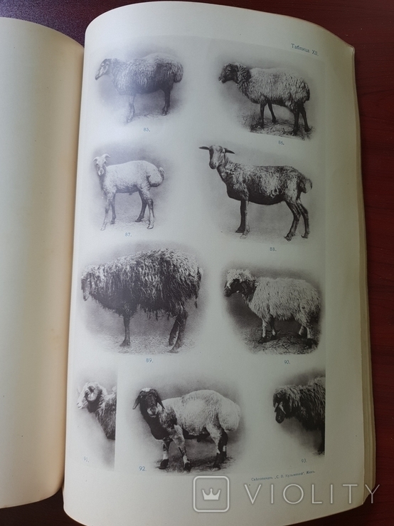 Разводимые в России породы Грубошерстных овец Каталог 1916 г, фото №11