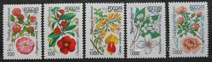 1997 г. Россия Декоративные кустарники России (**), фото №2