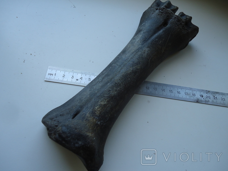 Fossilized animal bone, photo number 3