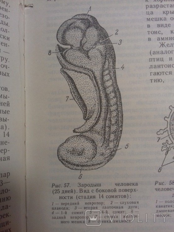 Медицинская книга. Гистология с основами эмбриологии., фото №3