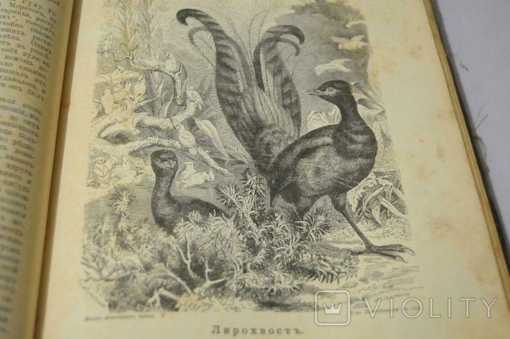 Тваринне життя Брема, 1902, фото №8