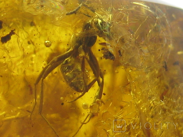 Amber natural inclusion 34.2 grams. Insect inside., photo number 2