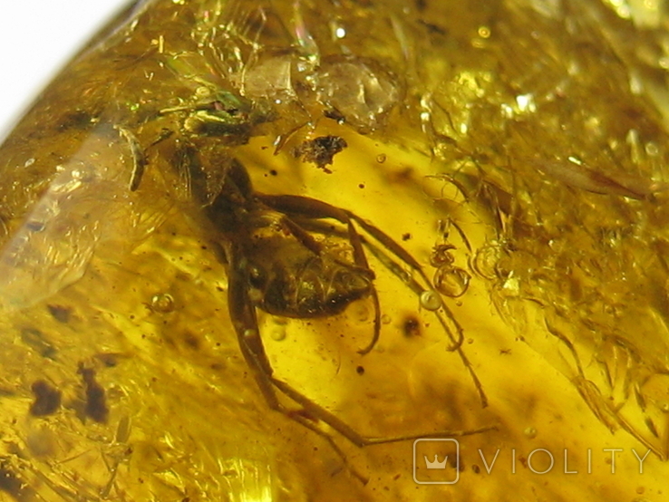 Amber natural inclusion 34.2 grams. Insect inside., photo number 10