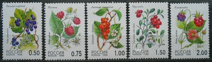 1998 г. Россия Флора Лесные ягоды (**), фото №2
