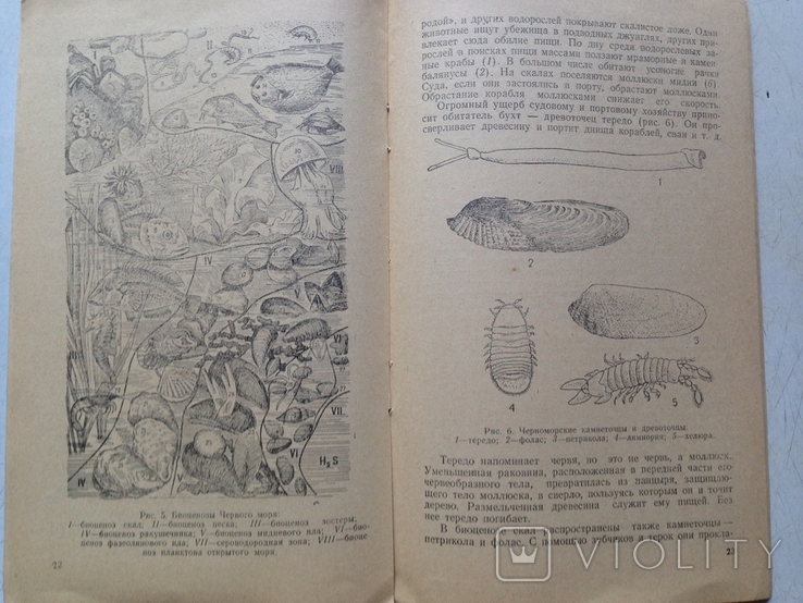 Чёрное море. Сборник. Коллектив авторов. Гидрометеоиздат, 1983 + Бонус (Знание, 1958)., фото №12