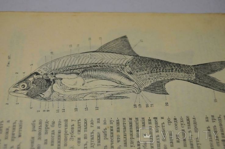 Book Yasensky Textbook of Zoology, 1905, photo number 5