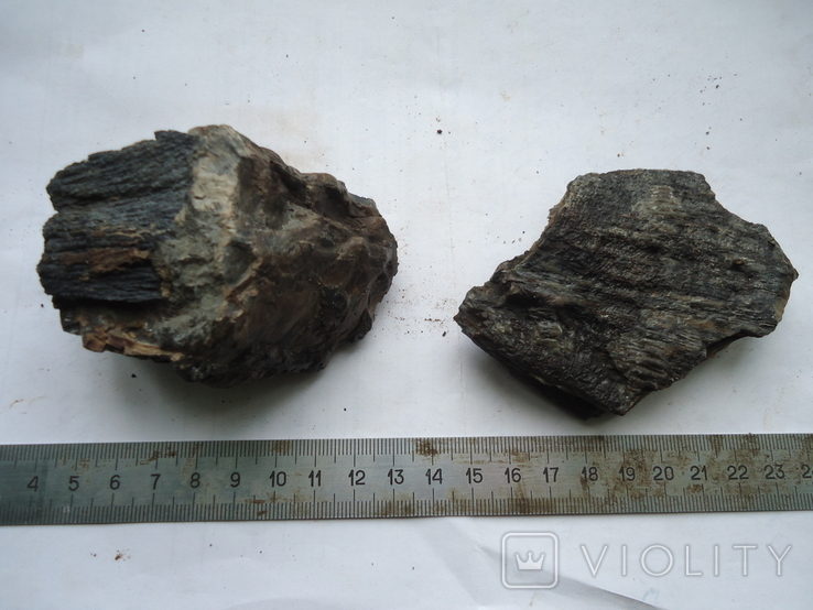 Fragments of fossilized mammoth teeth, photo number 2