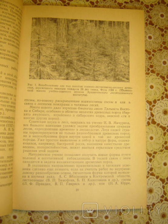 Forestry and agroforestry., photo number 4