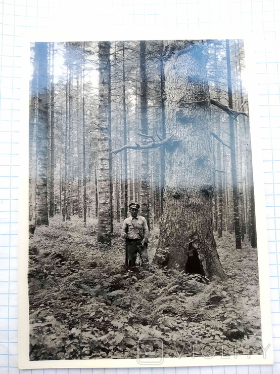 Листівка: Карпати, Ялиновий ліс, Львів, 1939., фото №2