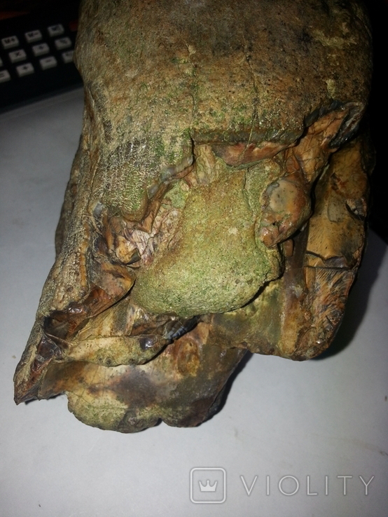 Фрагмент зуба мамонта, фото №7