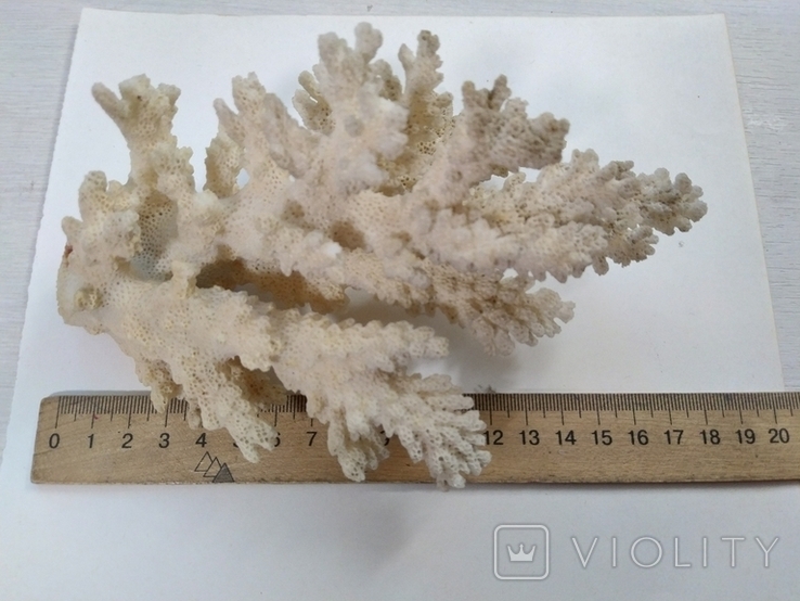 Коралл среднего размера, фото №2