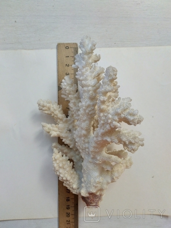 Коралл среднего размера, фото №4