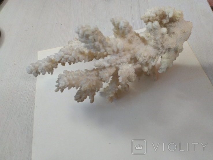 Коралл среднего размера, фото №5