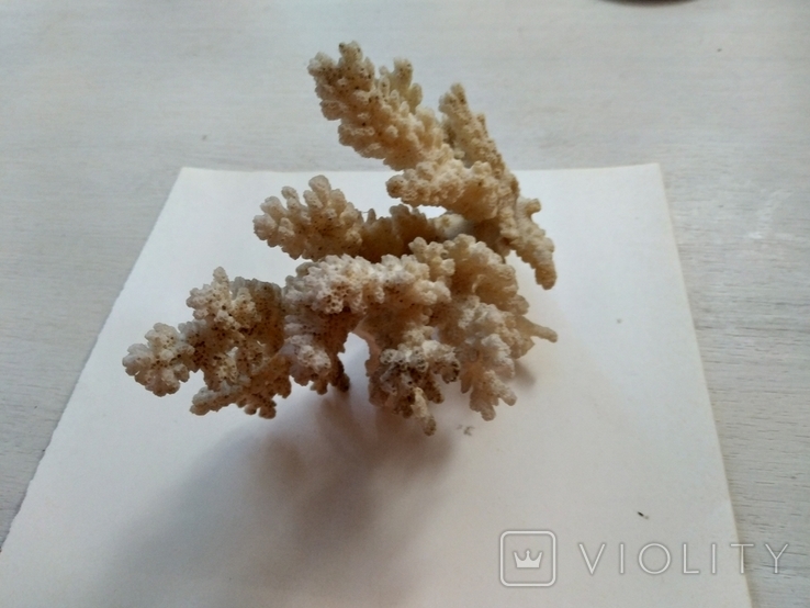 Коралл среднего размера, фото №6