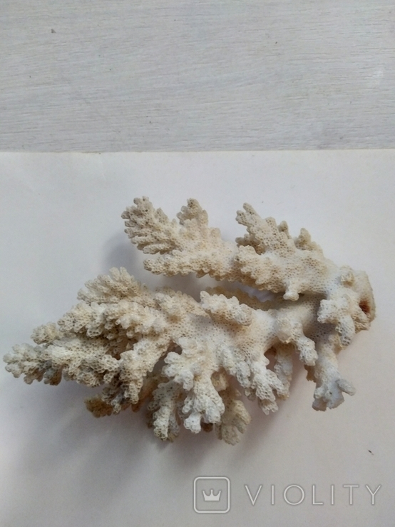 Коралл среднего размера, фото №7