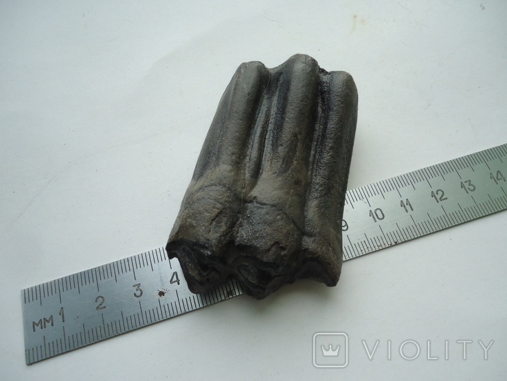 A petrified tooth of an animal., photo number 4