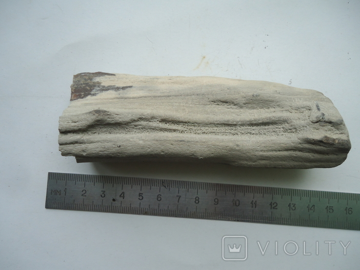 Fragment of petrified wood., photo number 2