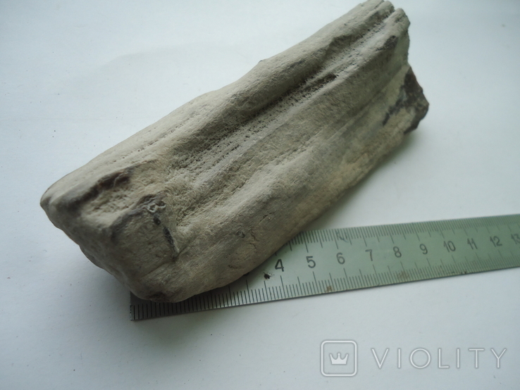 Fragment of petrified wood., photo number 6