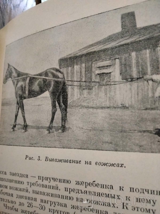 Тренинг и испытания рысистых лошадей 1952 год, фото №2