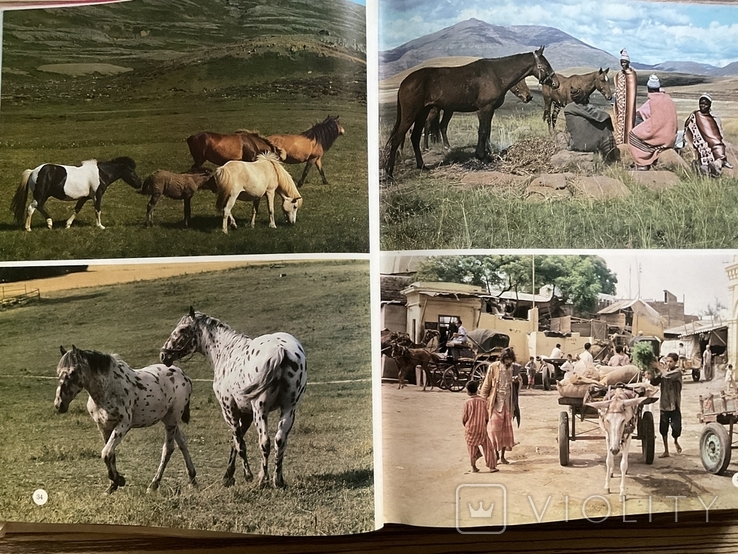 Енциклопедія. Коні The Encyclopedia of the Horse 1974, фото №5