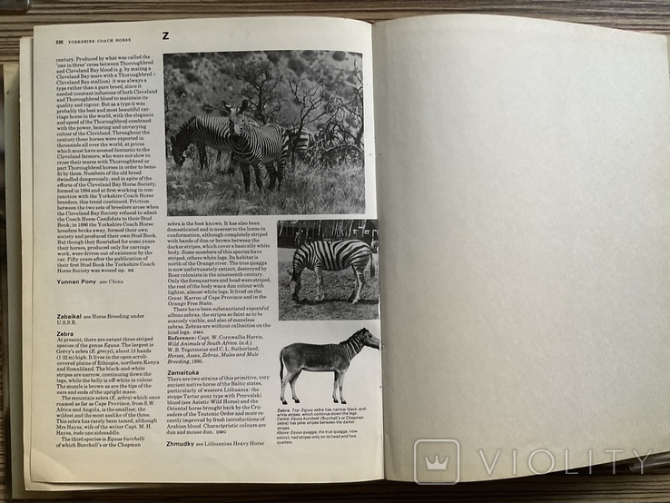 Енциклопедія. Коні The Encyclopedia of the Horse 1974, фото №10