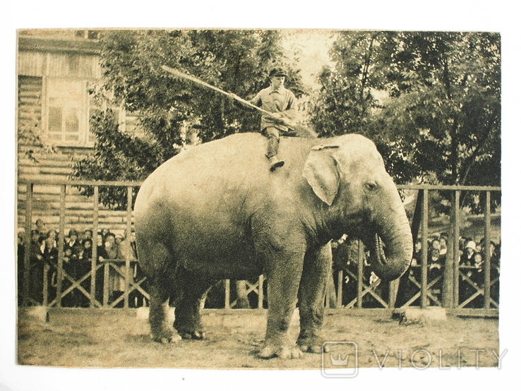Открытка "Индийский слон Джиндау",1928 год