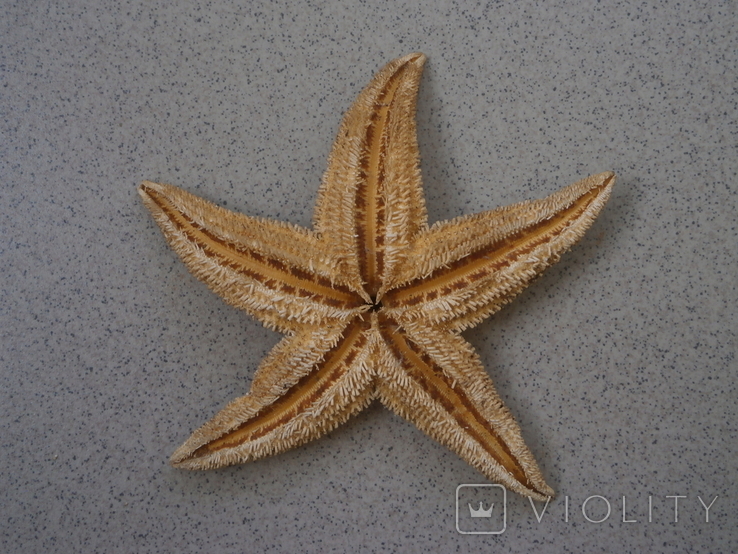 Морская звезда, фото №3