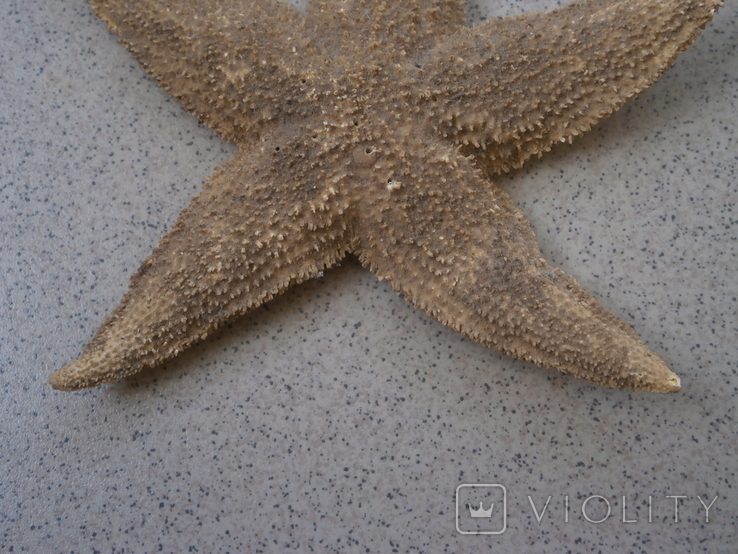 Морская звезда, фото №4