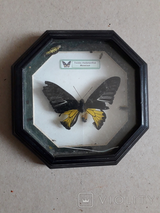 Бабочка в рамке, с недостатками - 16х16х3 см., фото №2